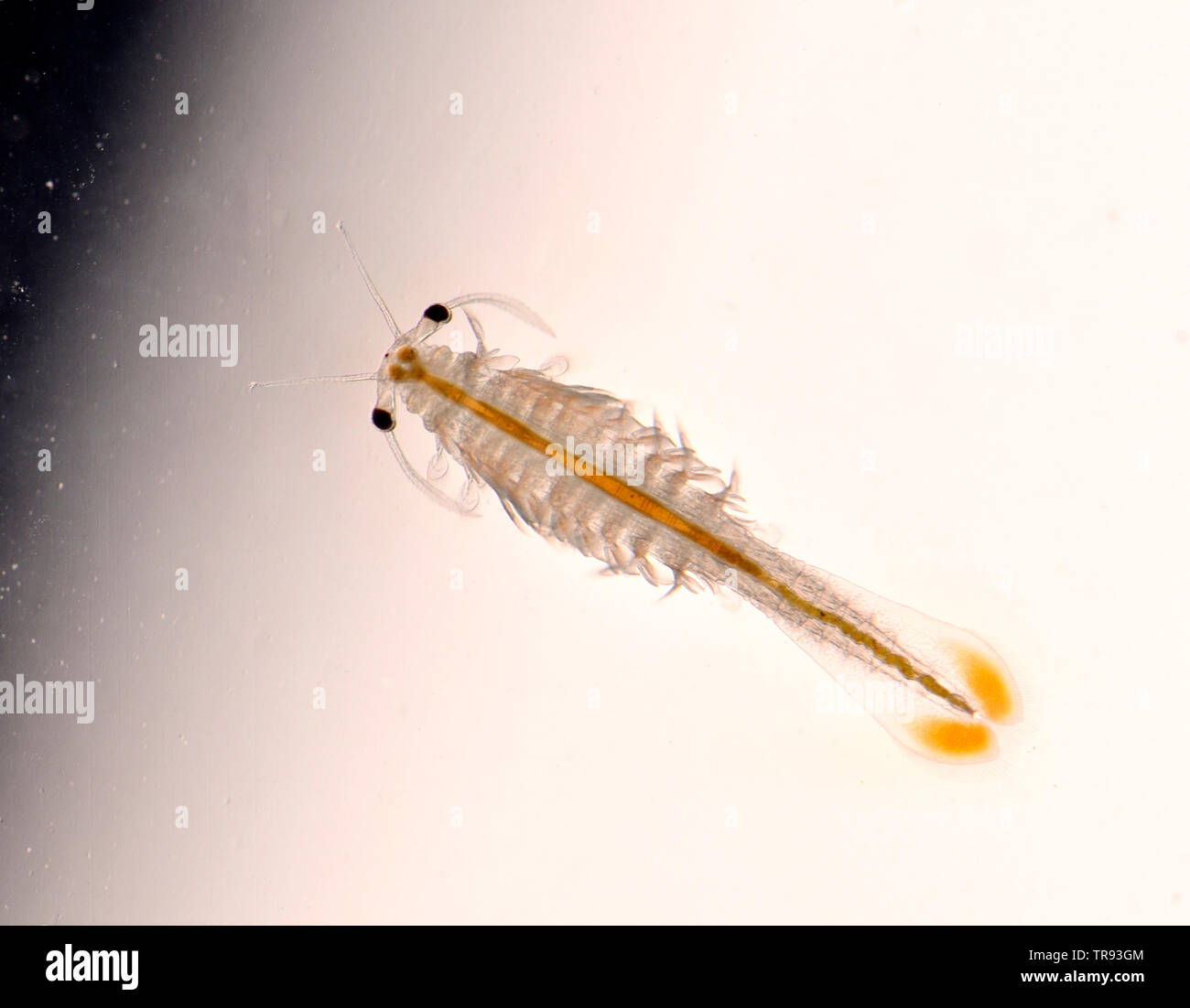 Fairy Shrimp (Anostraca) Stock Photo