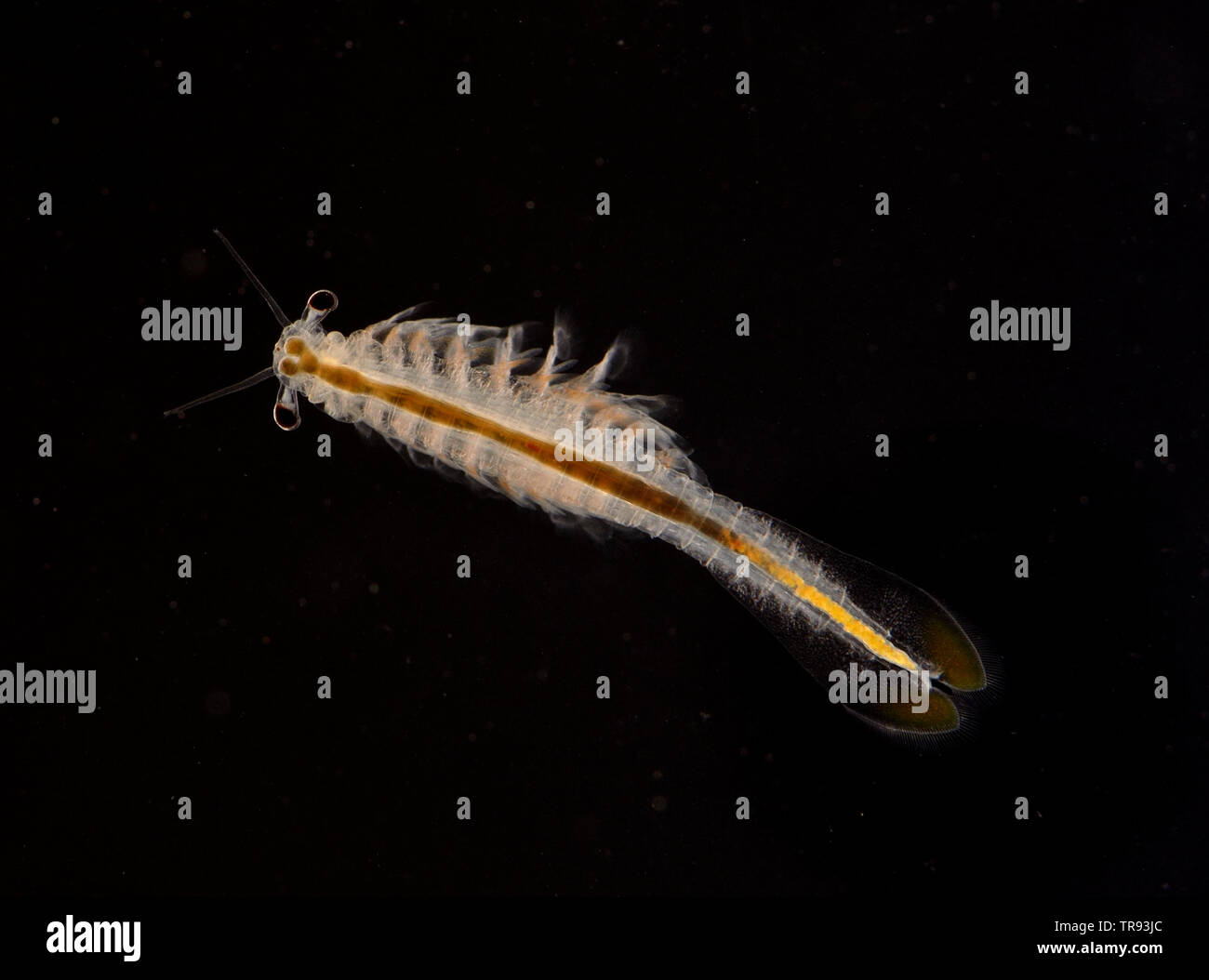 Brine shrimp artemia hi-res stock photography and images - Alamy