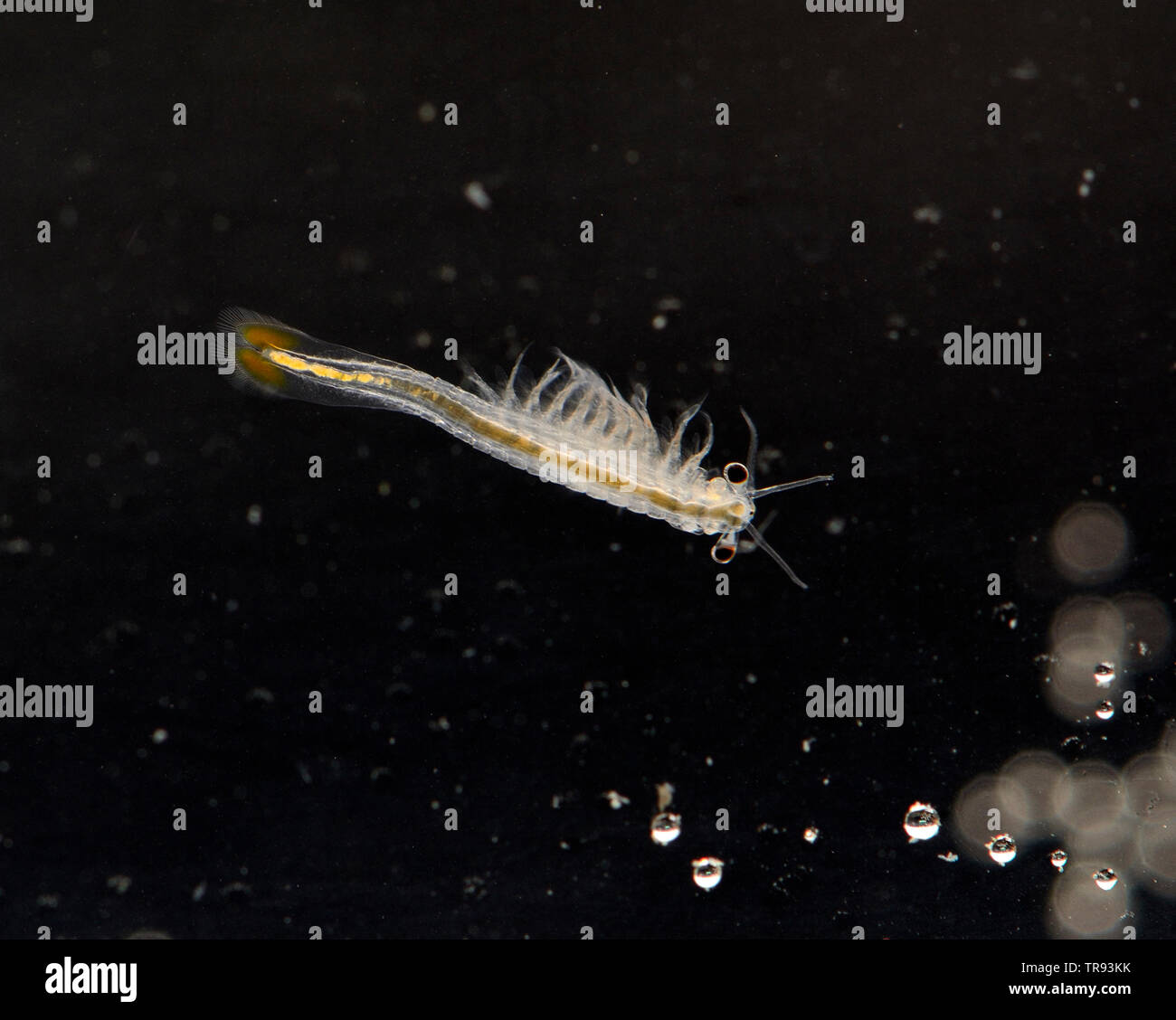 Fairy Shrimp (Anostraca) Stock Photo