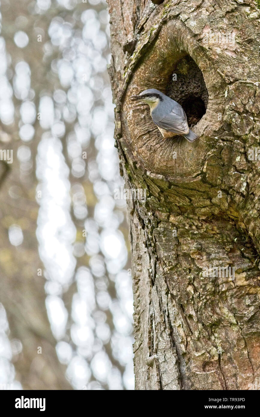 Eurasian Nuthatch (Sitta europaea) at a nest hole with a beak full of mud, Penzance, Cornwall, UK. Stock Photo