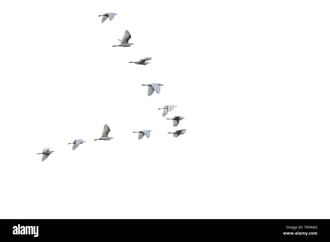 Flock of white herons flying in V-formation. Birds in flight. Isolated on white background. Blurred in motion. Stock Photo