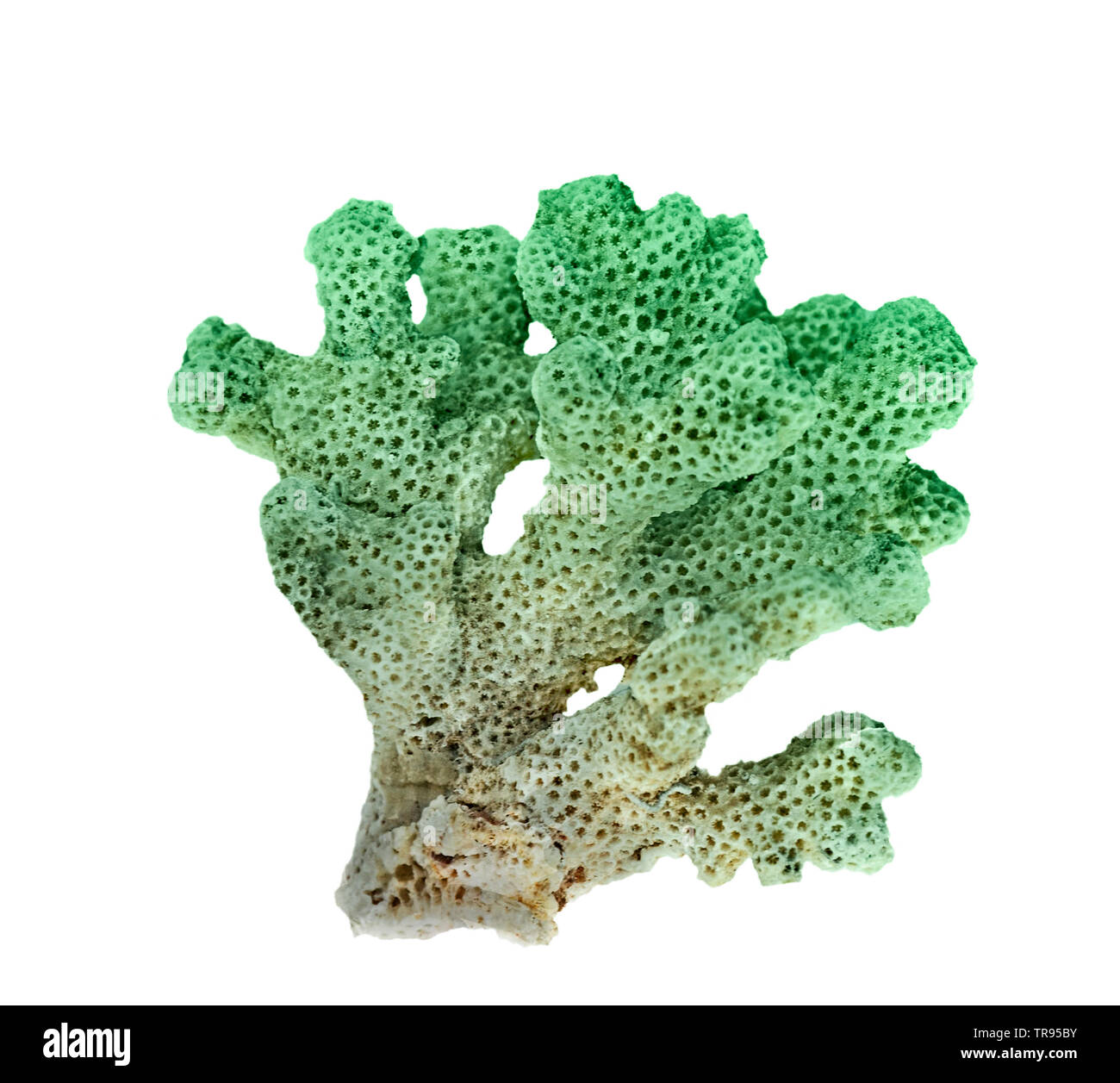 coral isolated on white background Stock Photo Alamy