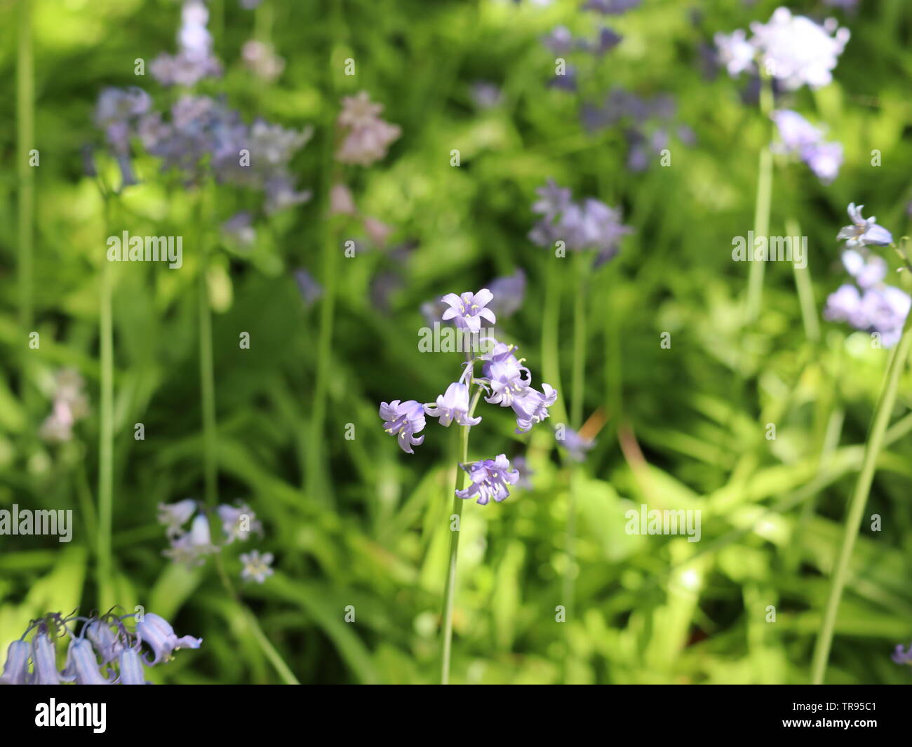 purple flowers in the field Stock Photo - Alamy