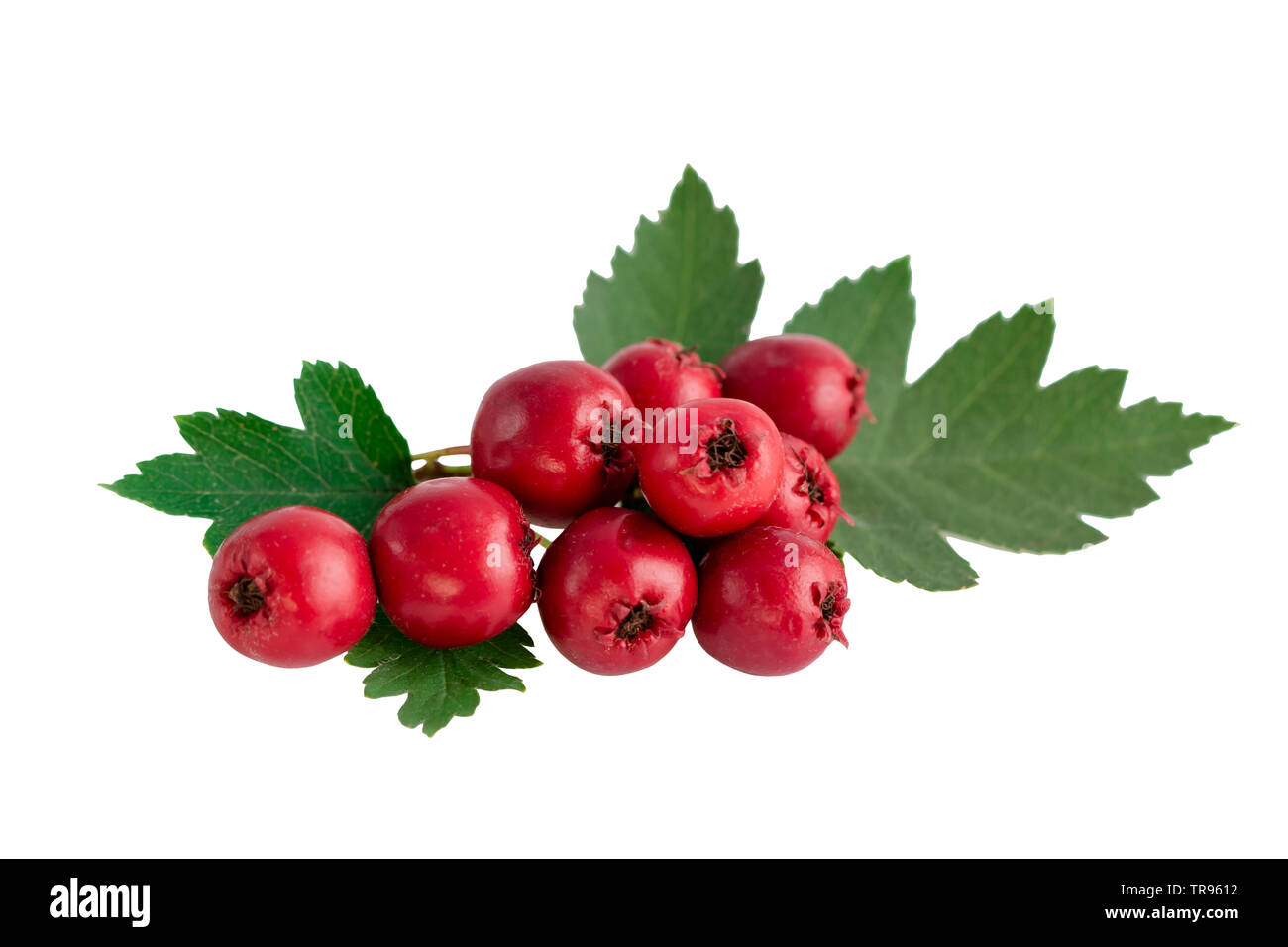 Hawthorn or common hawthorn or Crataegus monogyna berries  isolated on white background Stock Photo