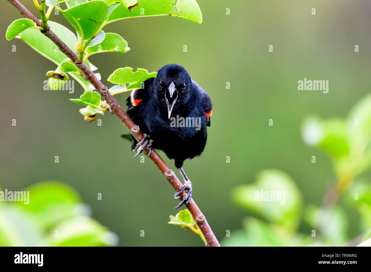 Red-winged blackbird is delivering a strong message Stock Photo