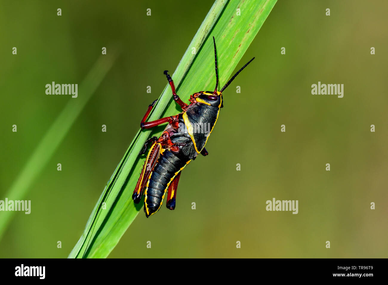 Always beautiful Eastern lubber grasshopper nymph Stock Photo