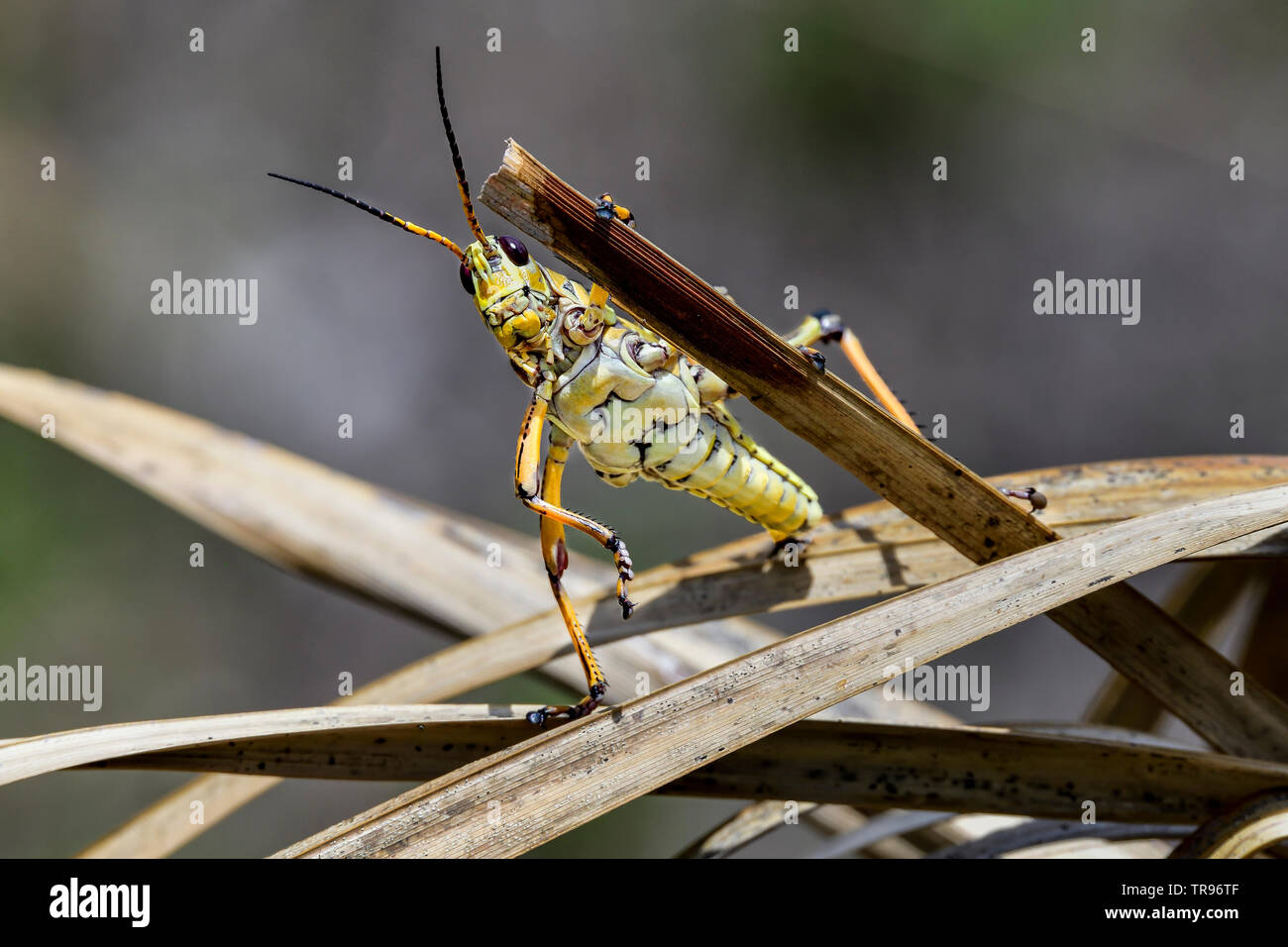 Howdy!! Always beautiful Eastern lubber grasshopper nymph which is almost fully grown. Stock Photo