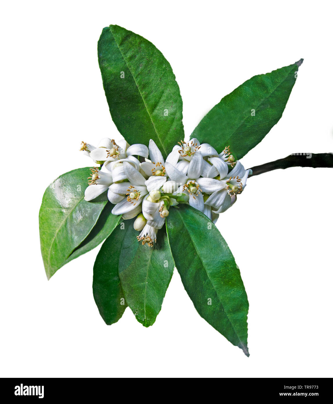 White flowers of orange tree Stock Photo