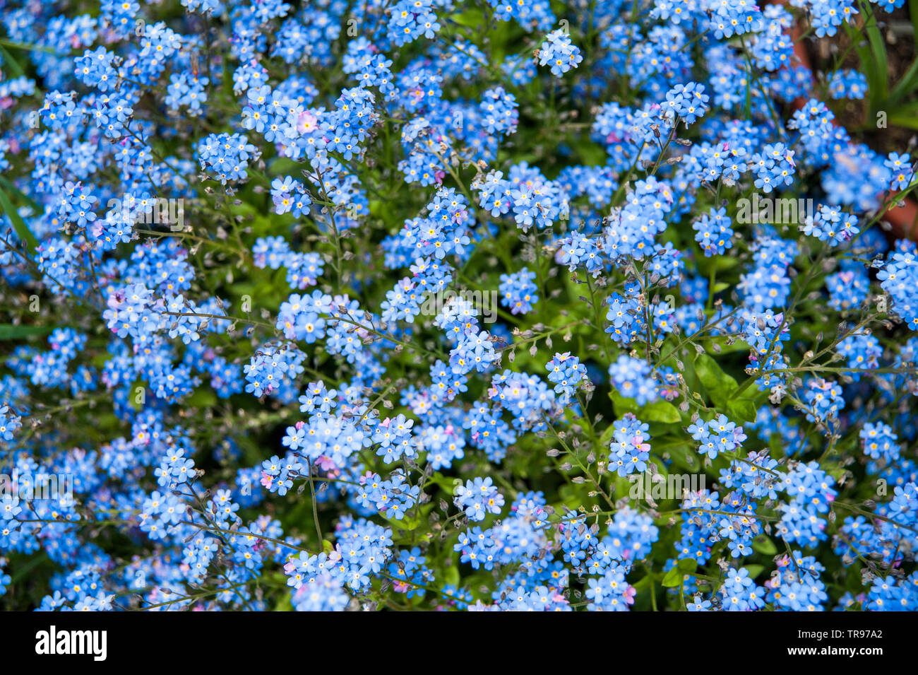 Myosotis sylvatica Stock Photo Alamy