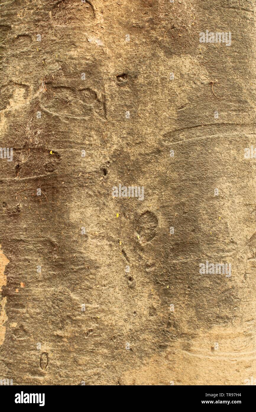 Flame Tree Gulmohar bark texture Stock Photo