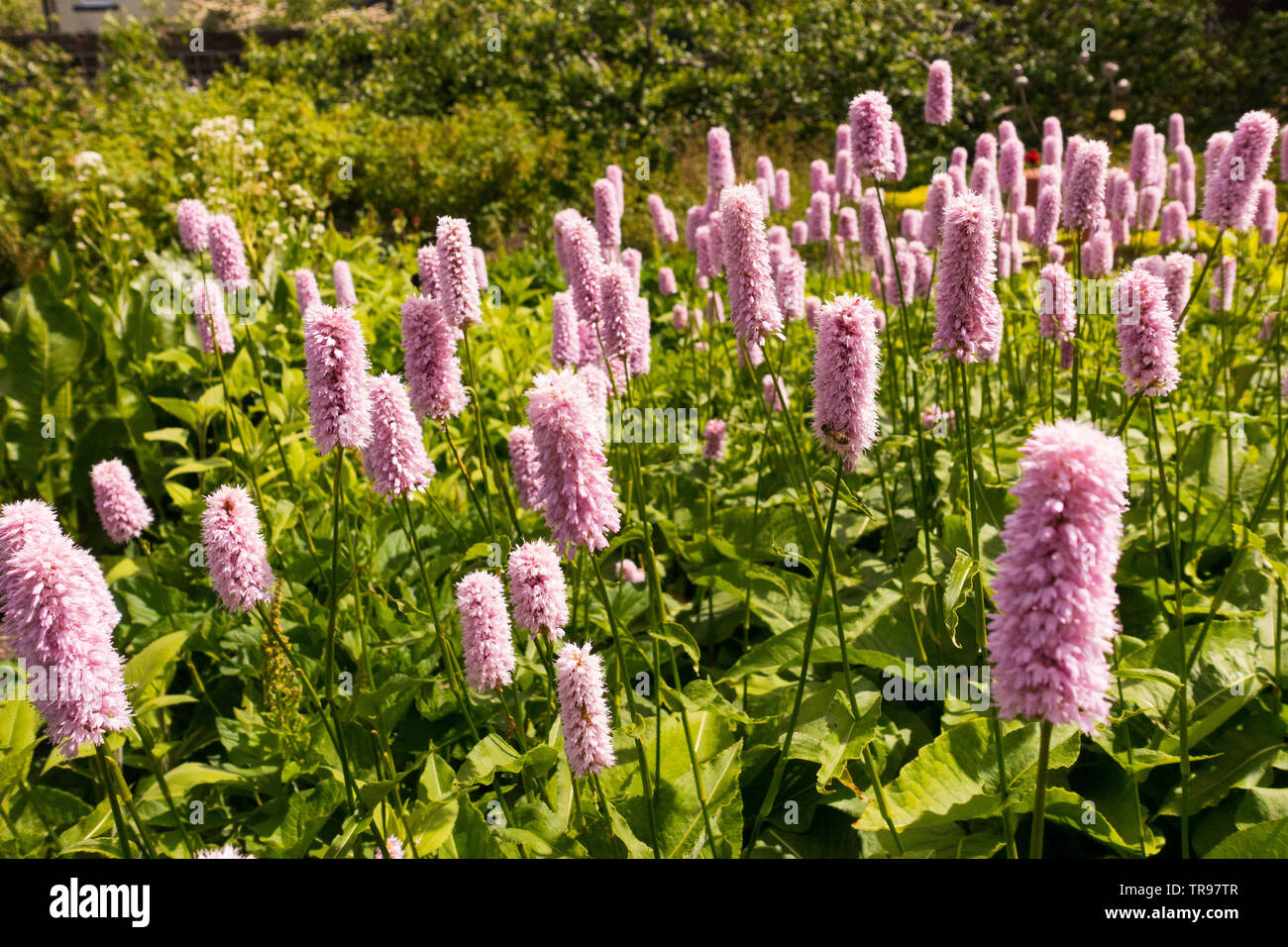 Bistort persicaria amplexicaulis 'October Pink' Stock Photo