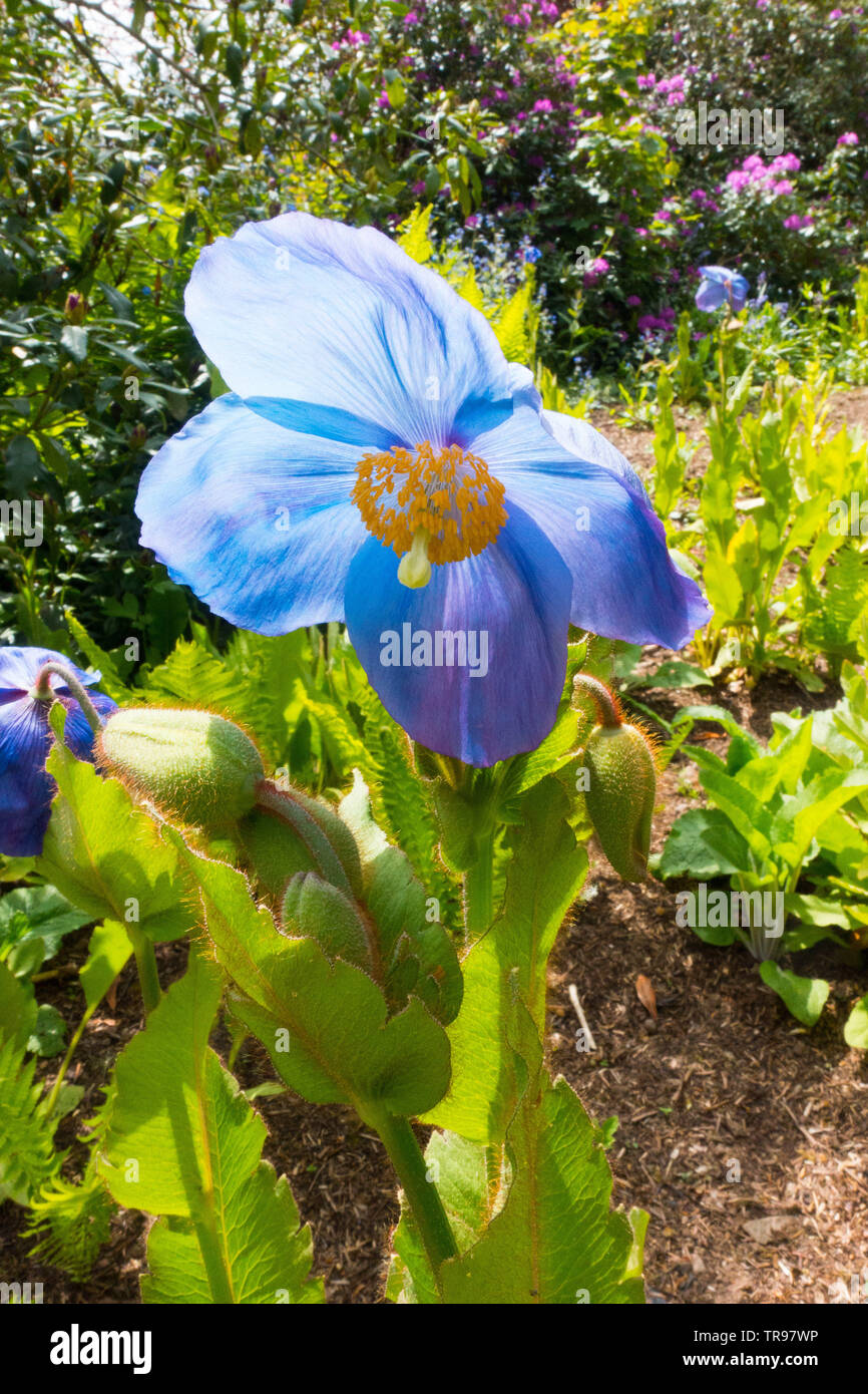 Meconopsis Grandis Dalemain (Himalayan blue poppy) Stock Photo