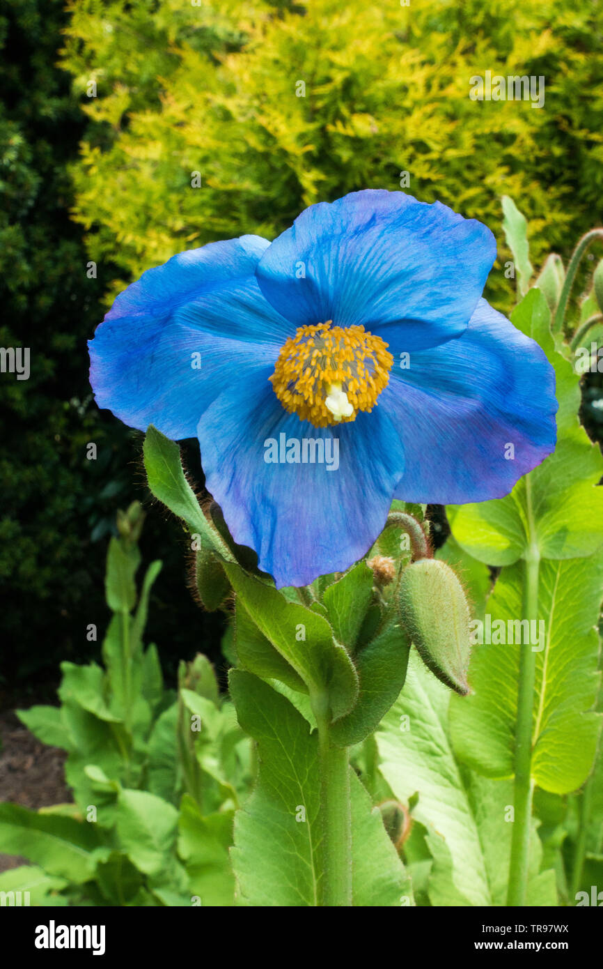 Meconopsis Grandis Dalemain (Himalayan blue poppy) Stock Photo
