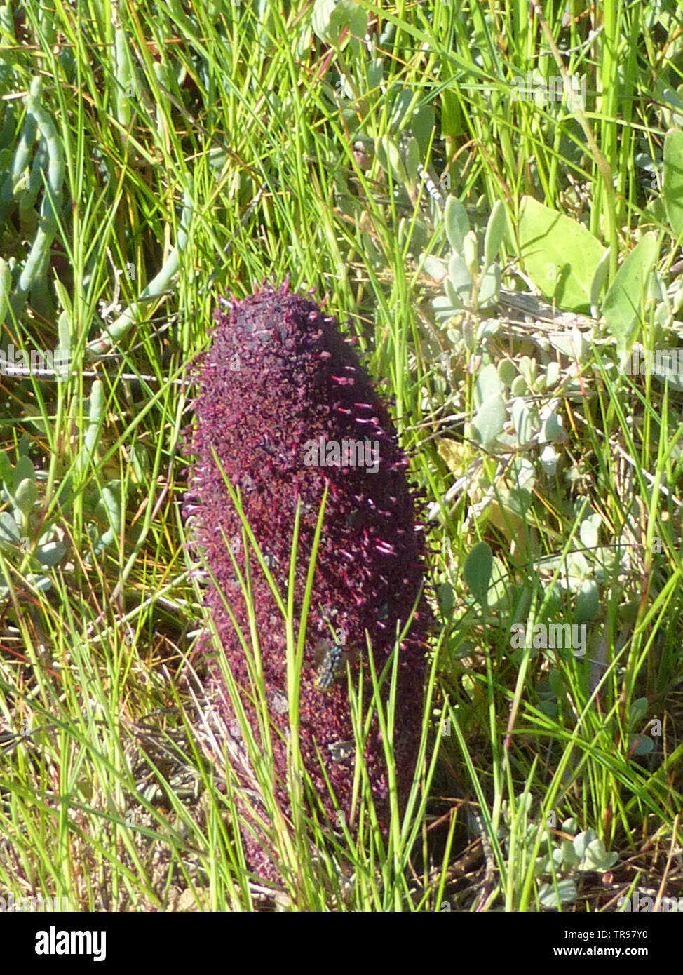 Maltese finger (cynmorium coccineum), a parasitic fungus which grows in salt marshes - growing here in Sardinia Stock Photo
