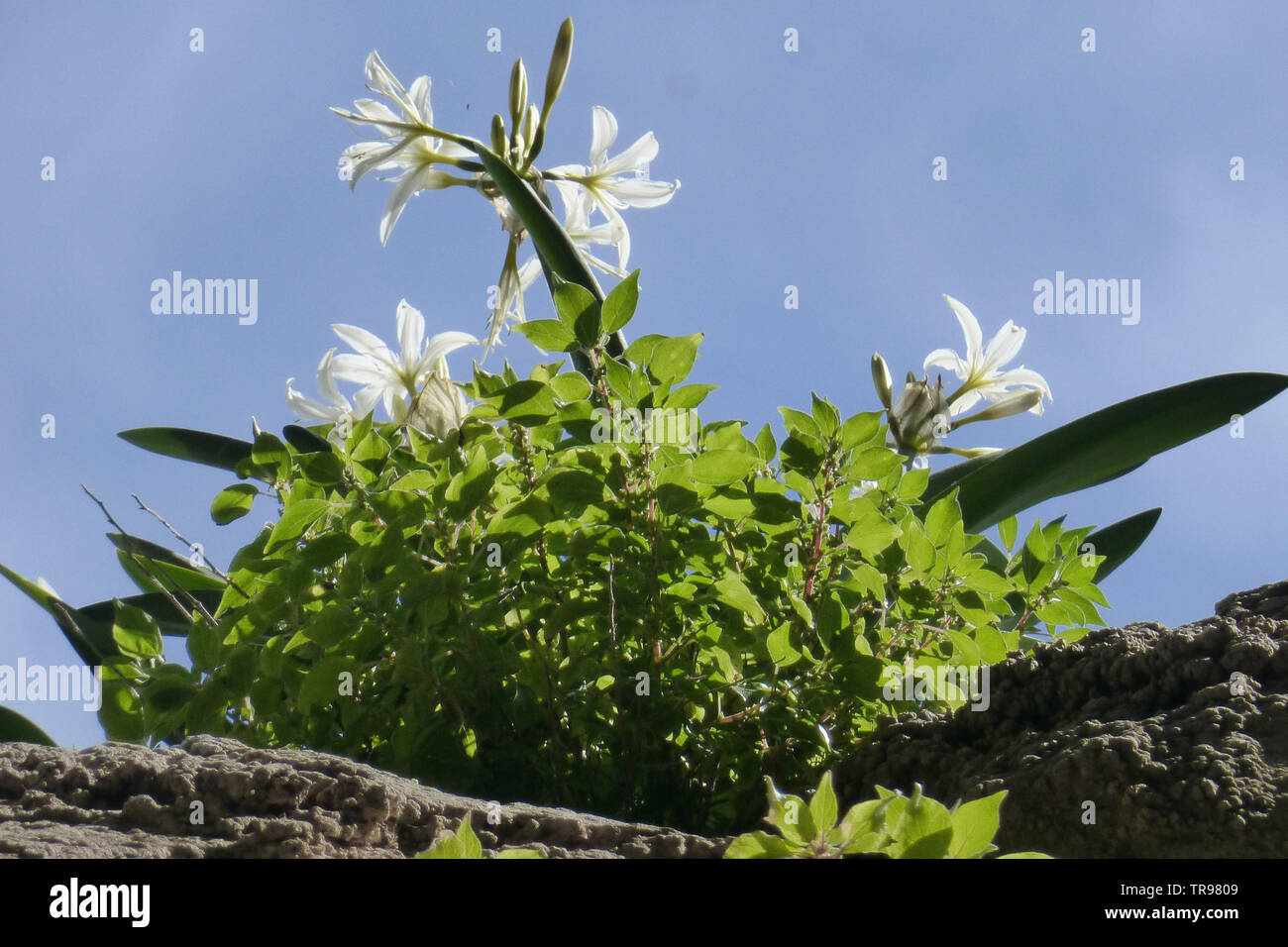 Sea Daffodil (Pancratium maritimum) or Sand Daffodil, Sand Lily, Lily of St Nicholas, seen growing in Sardinia Stock Photo
