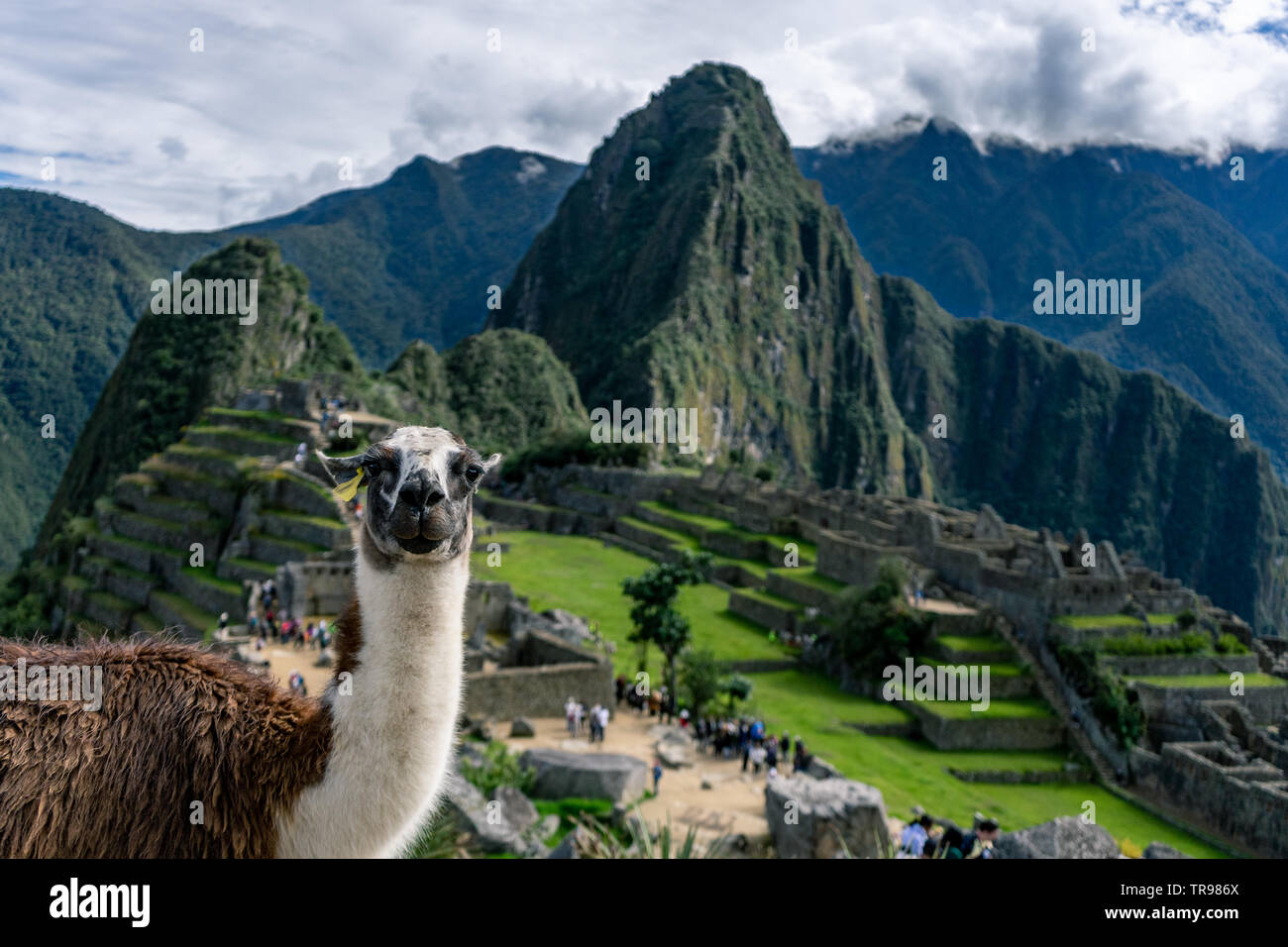 LLama on top of Machu Picchu Stock Photo