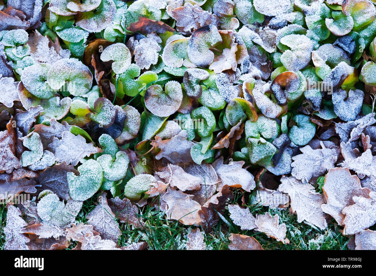 European wild ginger (Asarum europaeum) and oak leaves covered with frost. Stock Photo