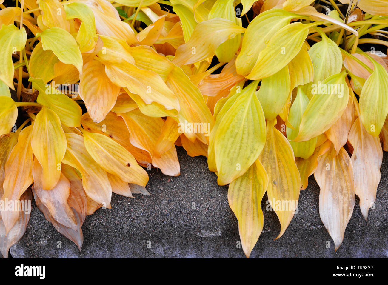 Hosta plant leaves in autumn colors. Stock Photo