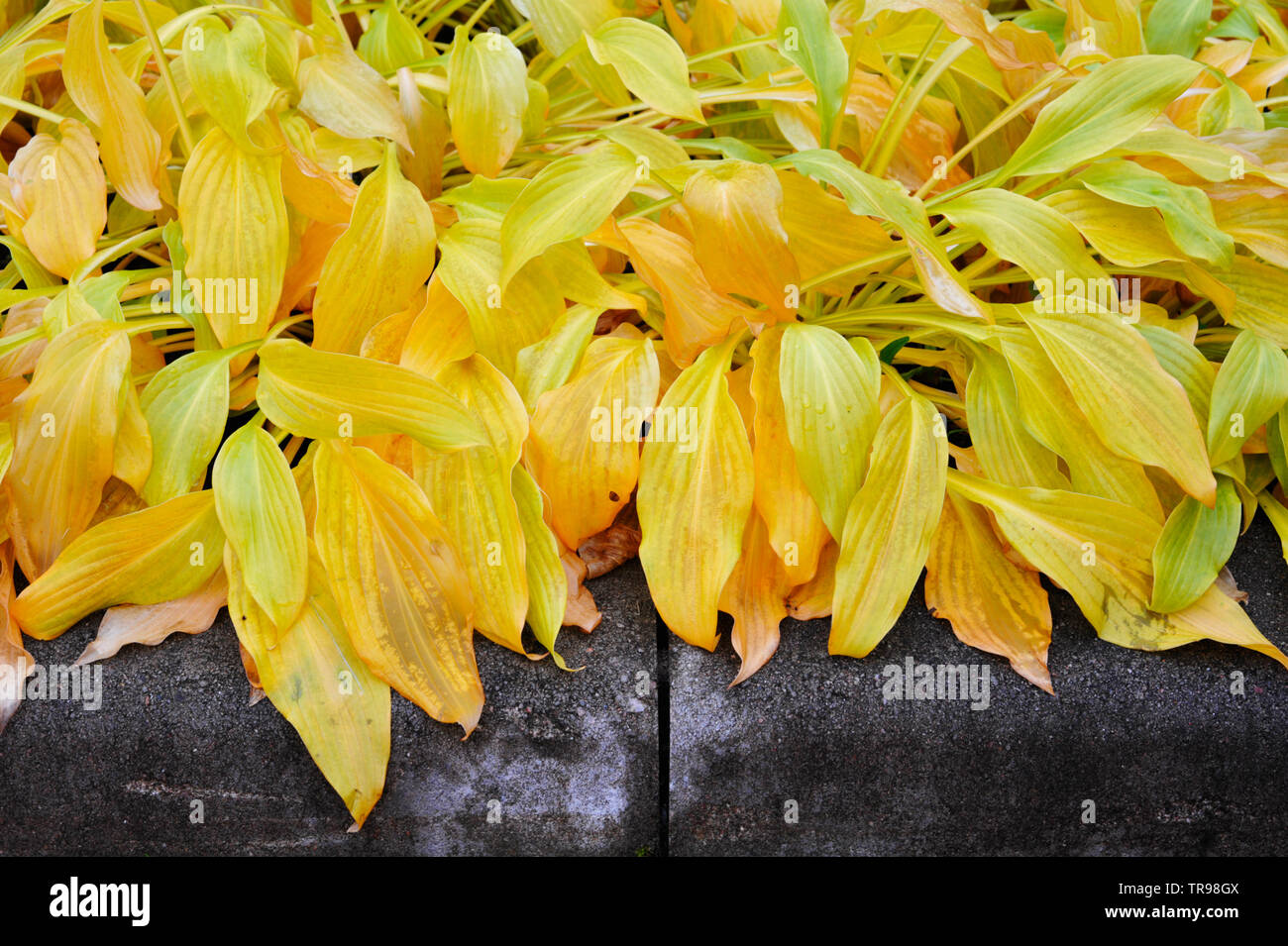 Hosta plant leaves in autumn colors. Stock Photo