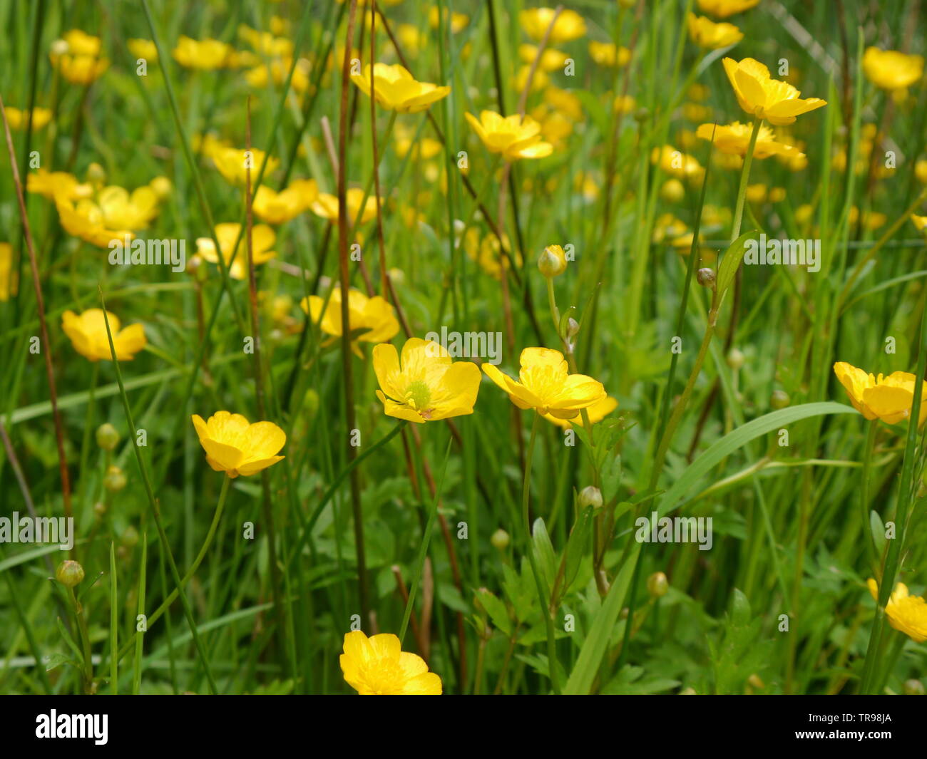 A close up of several little buttercup flowers and bright green grass