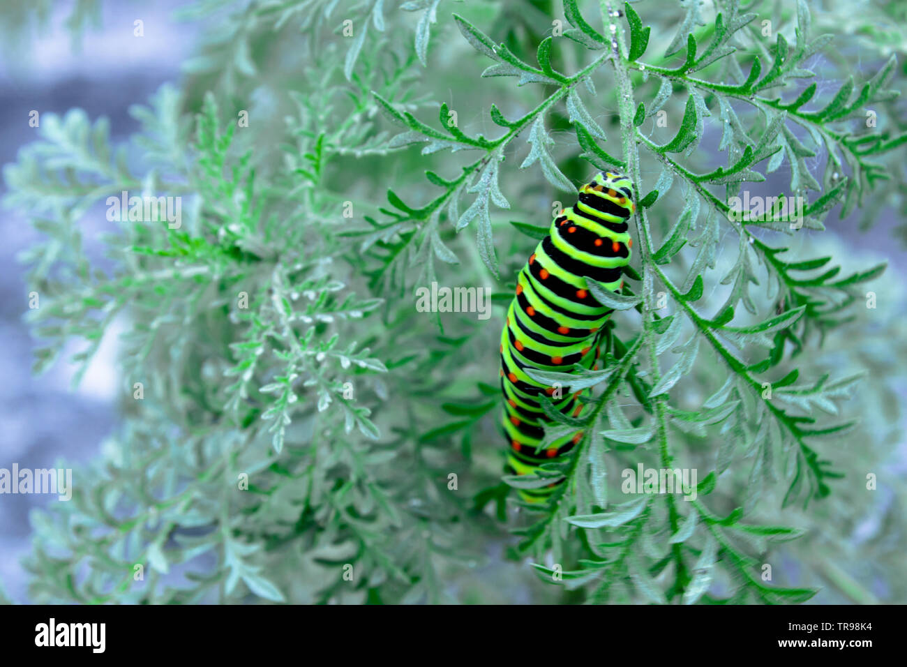 Caterpillar on a twig of hi-res stock photography and images - Alamy