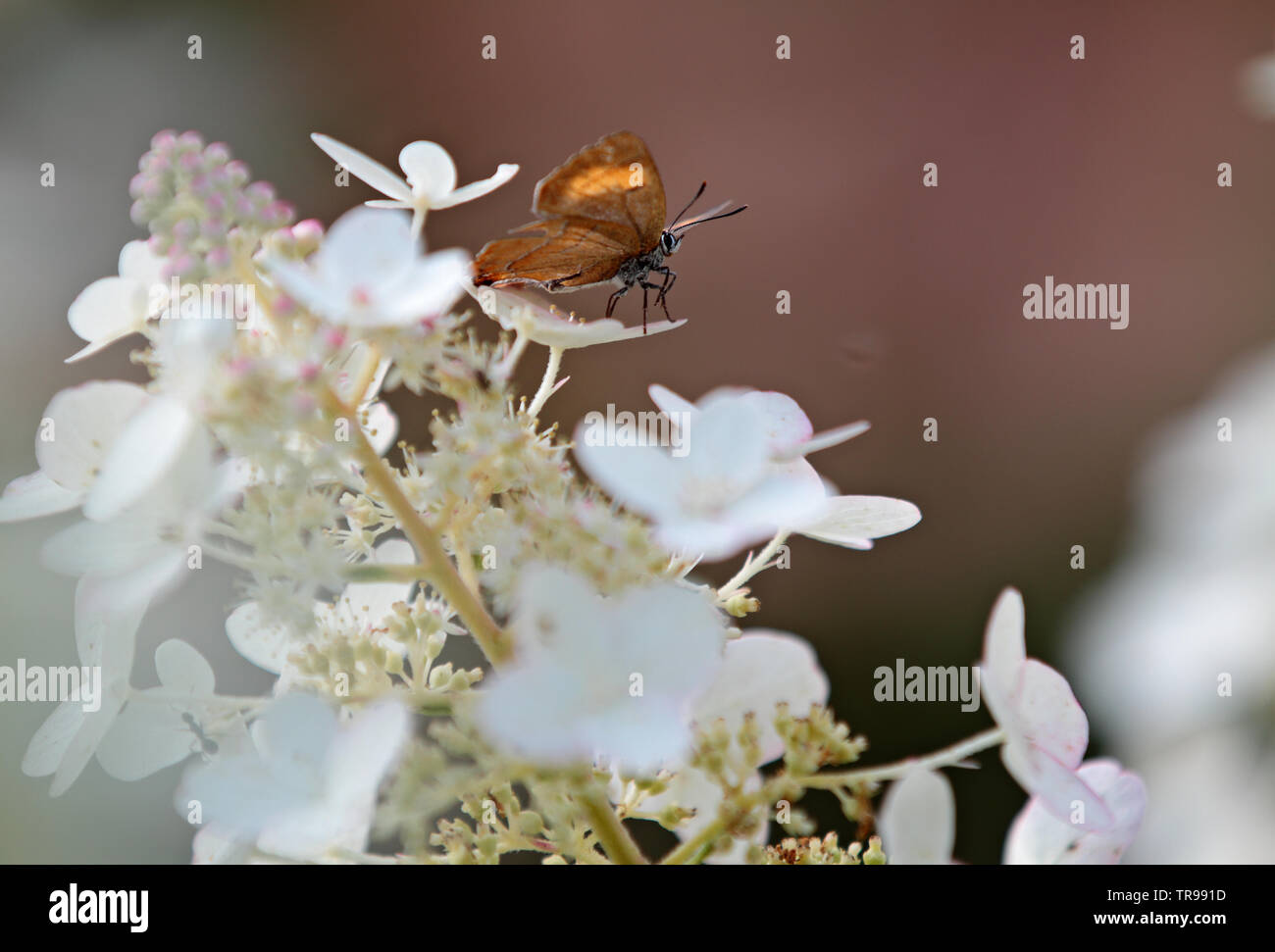A small brown butterfly on a branch of a hydrangea on bright summer light Stock Photo