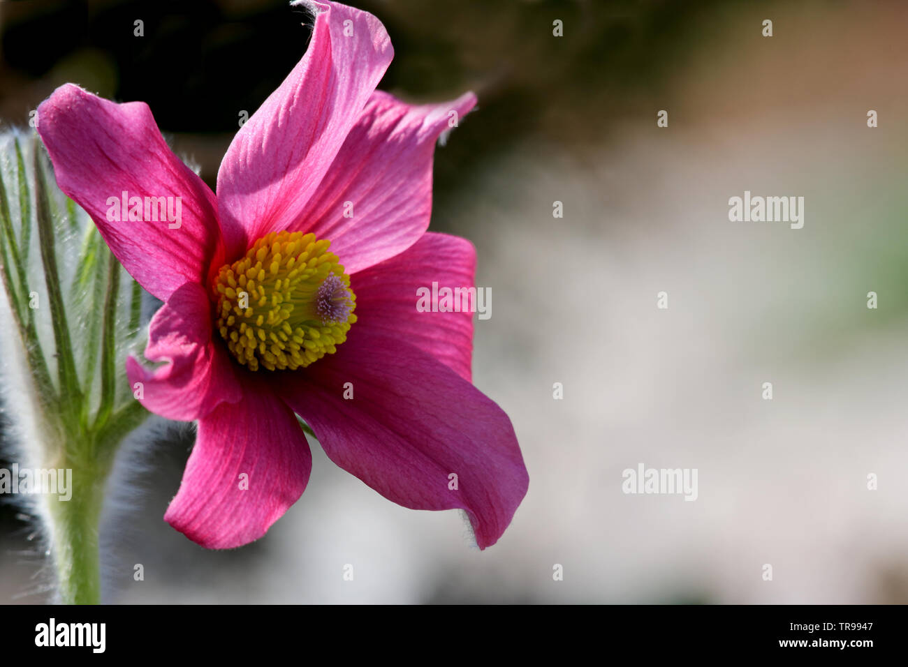Pink cultivated pulsatilla flower blooming  in garden on a sunny day Stock Photo