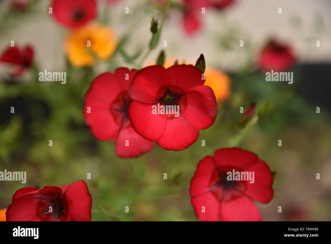 Cottage garden flowers Stock Photo - Alamy