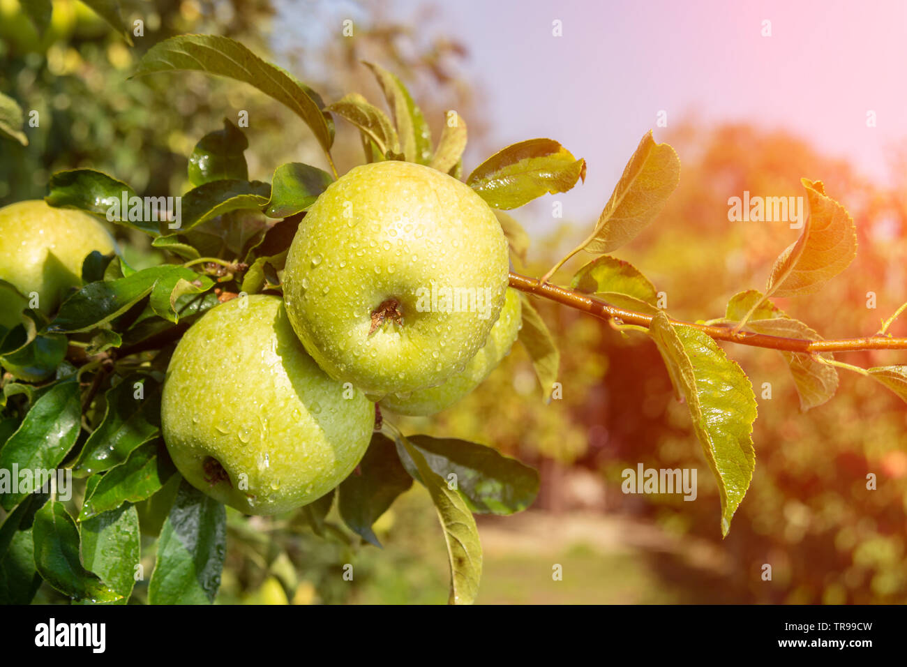 apple tree with fruits close up in the rays of sun Autumn