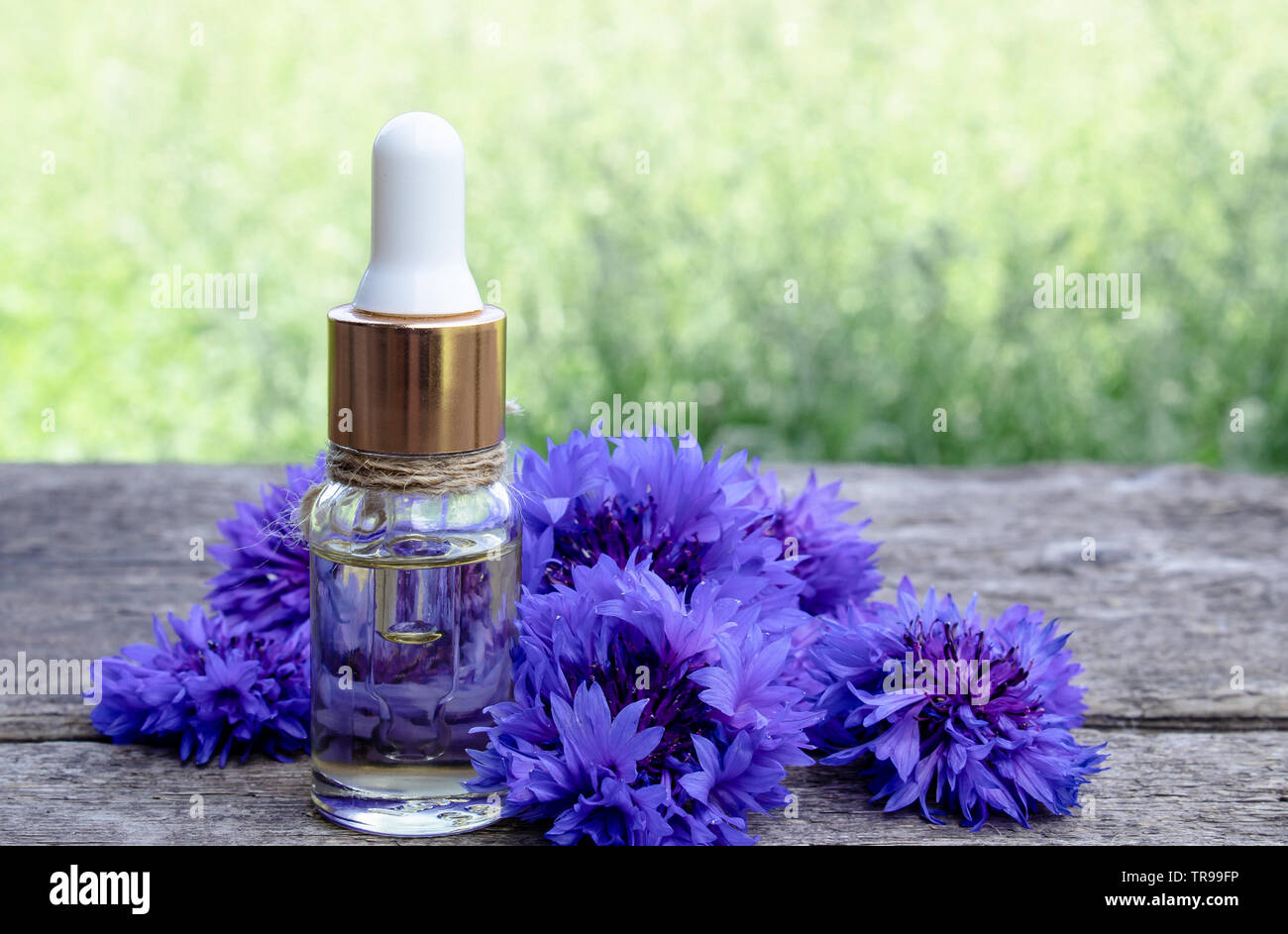 Cornflower essential oil. Cornflower flowers Close-up. Stock Photo