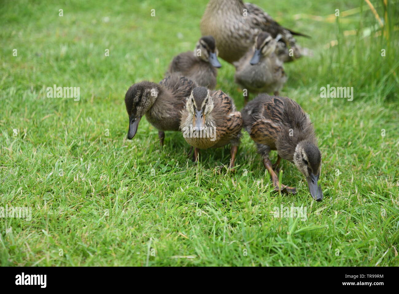 Mother duck and her ducklings Stock Photo Alamy