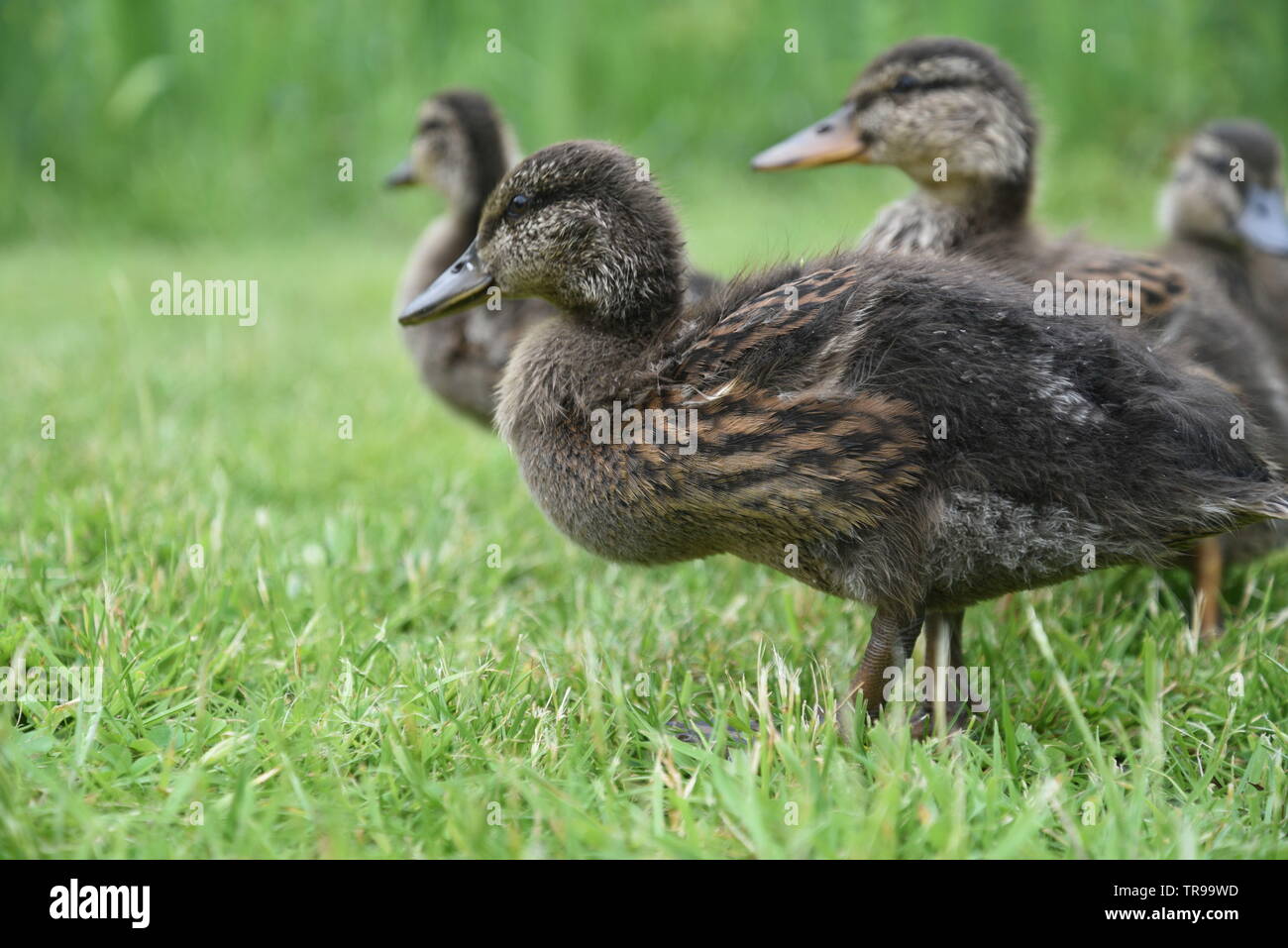 Mother duck and her ducklings Stock Photo Alamy