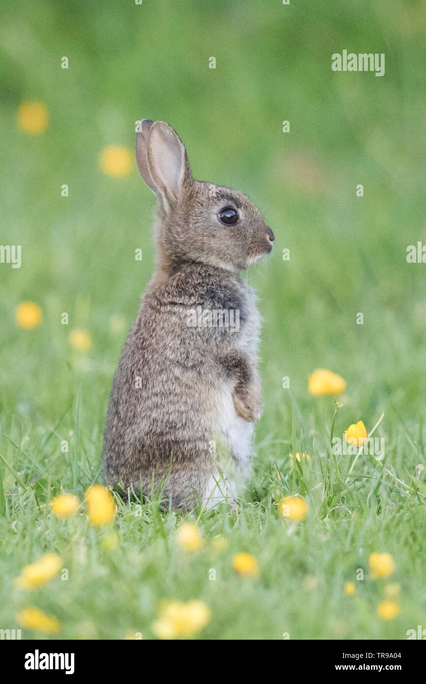 Bunny Rabbit on the look out Stock Photo