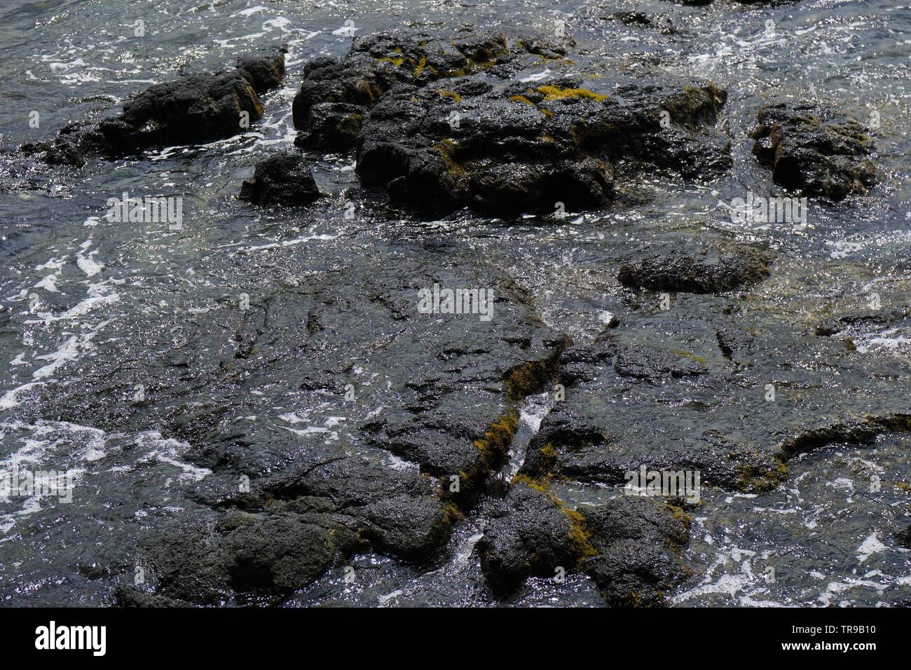 Beach scenes from beautiful Hilo Hawaii and the wide range of flora and lava rock Stock Photo