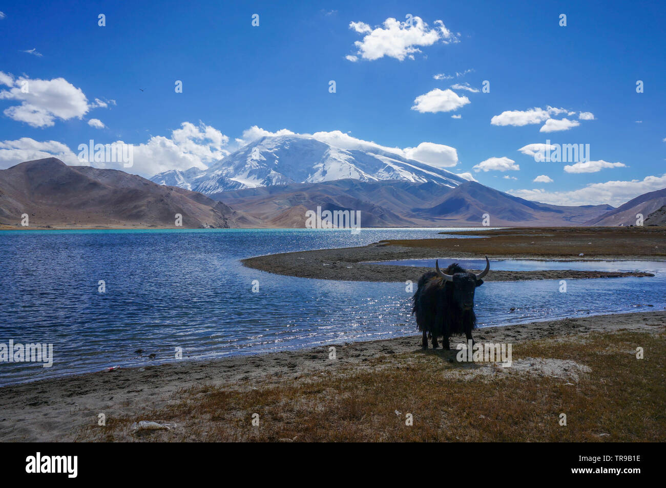 A lone yak stands in front of Karakol Lake with snow capped mountains indistance Stock Photo