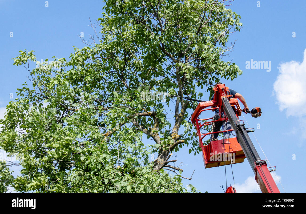 Tree pruning and sawing by a man with a chainsaw are standing on the