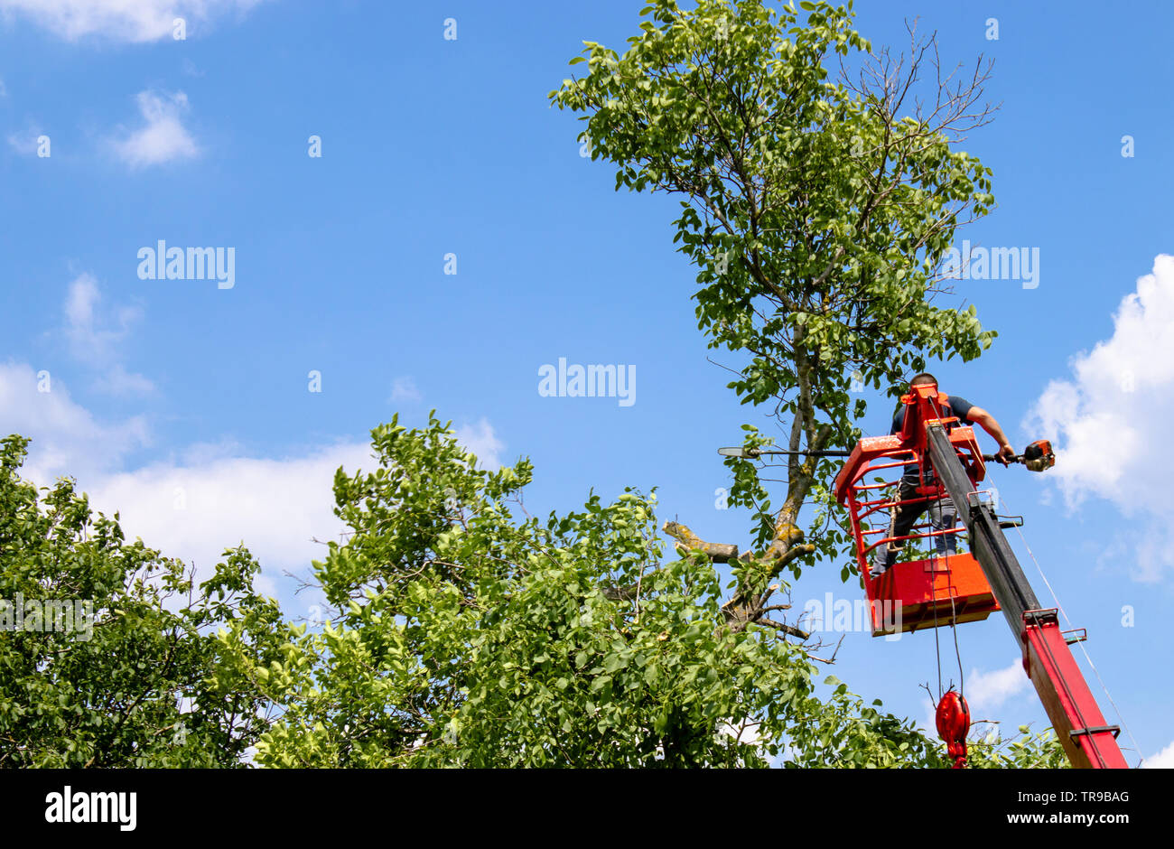 Pruning trees and sawing a man with a chainsaw, a man at high altitude