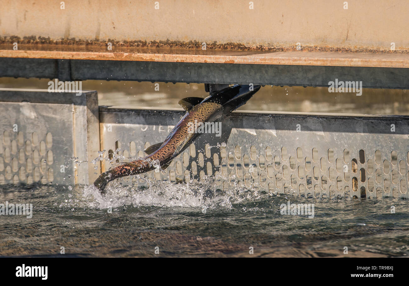 Chinook salmon tries to jump over a metal barrier gate at a fish hatchery, to get to the next holding pond. Stock Photo