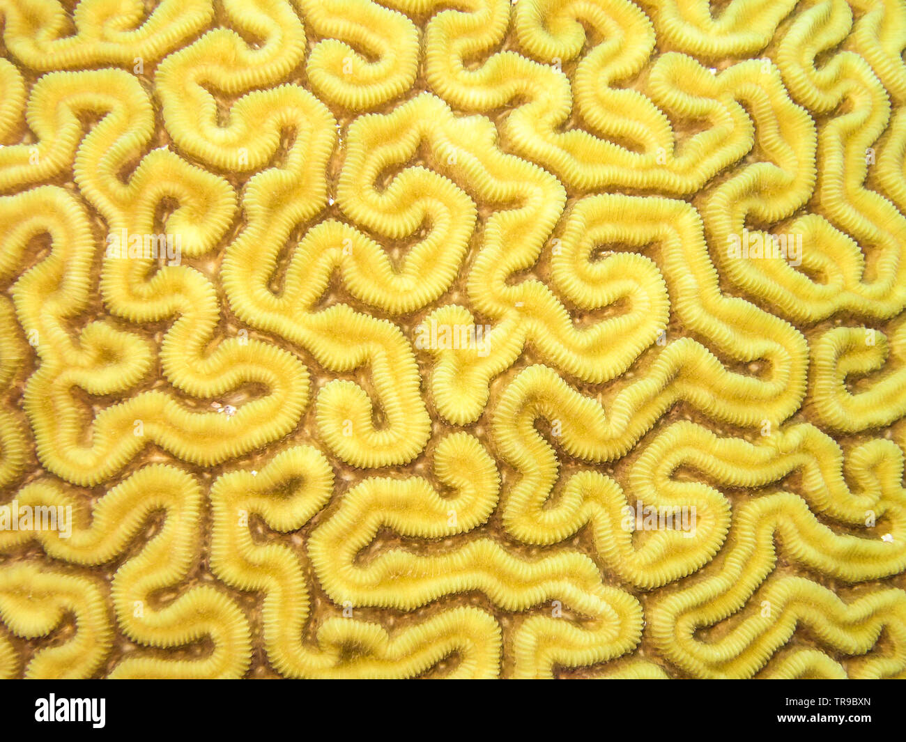 COZUMEL, MEXICO: yellow brain coral, texture like a labyrinth Stock Photo