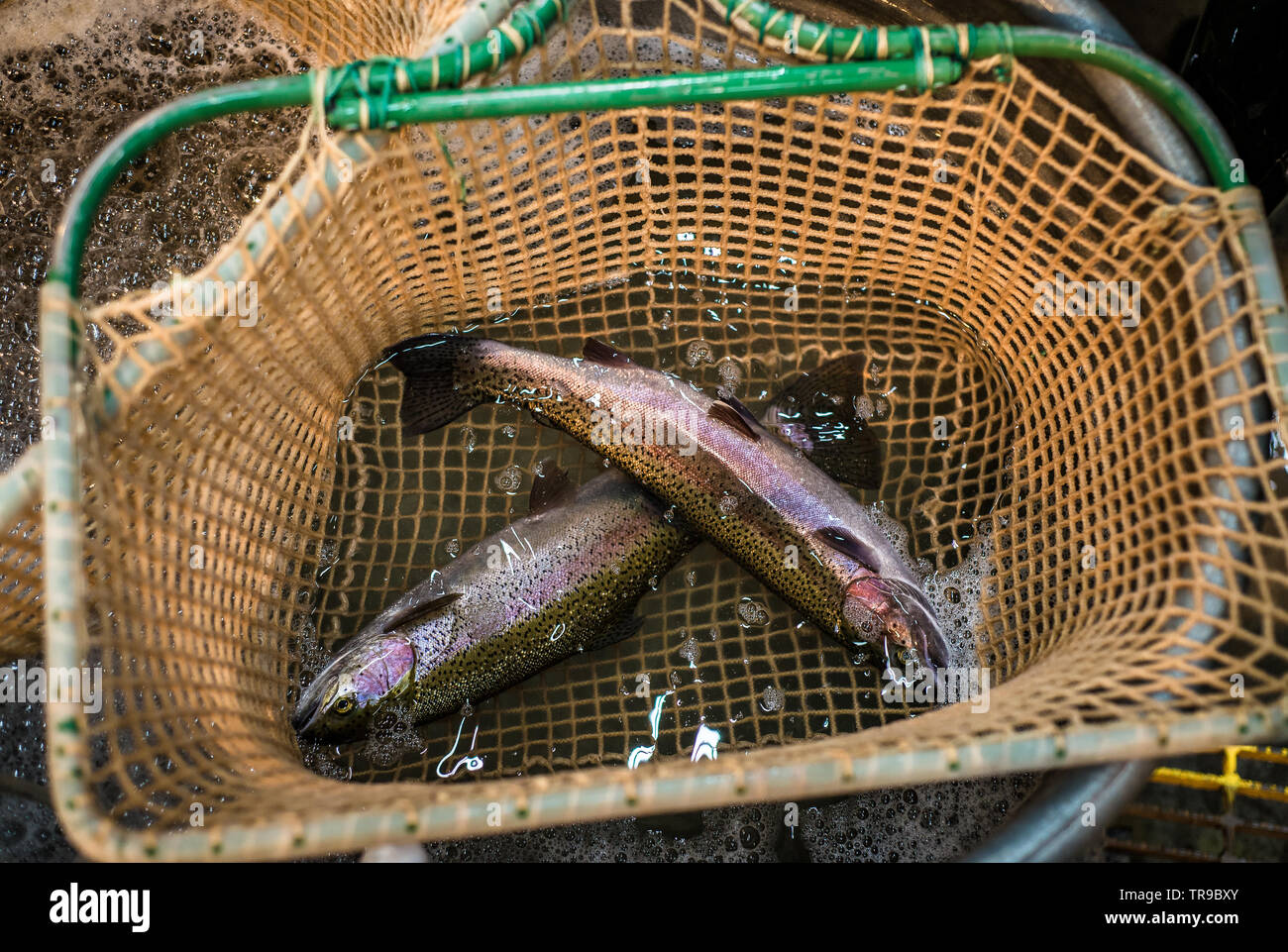 Two young rainbow or steelhead trout in a net at a fish hatchery, being transferred to a holding or growout tank. Stock Photo