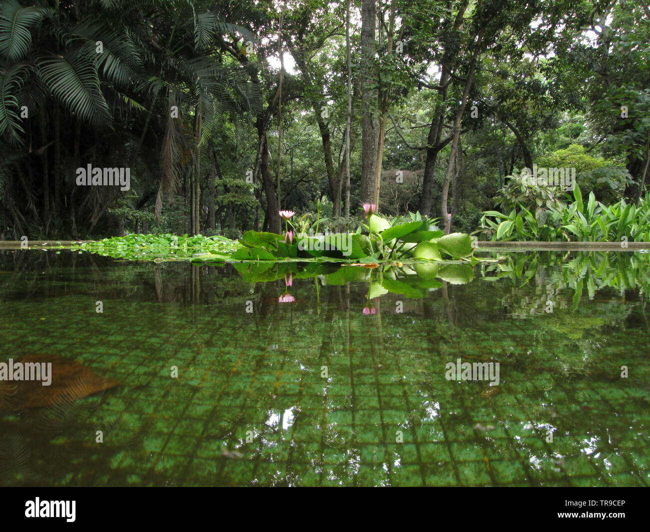 Los caobos park hires stock photography and images Alamy