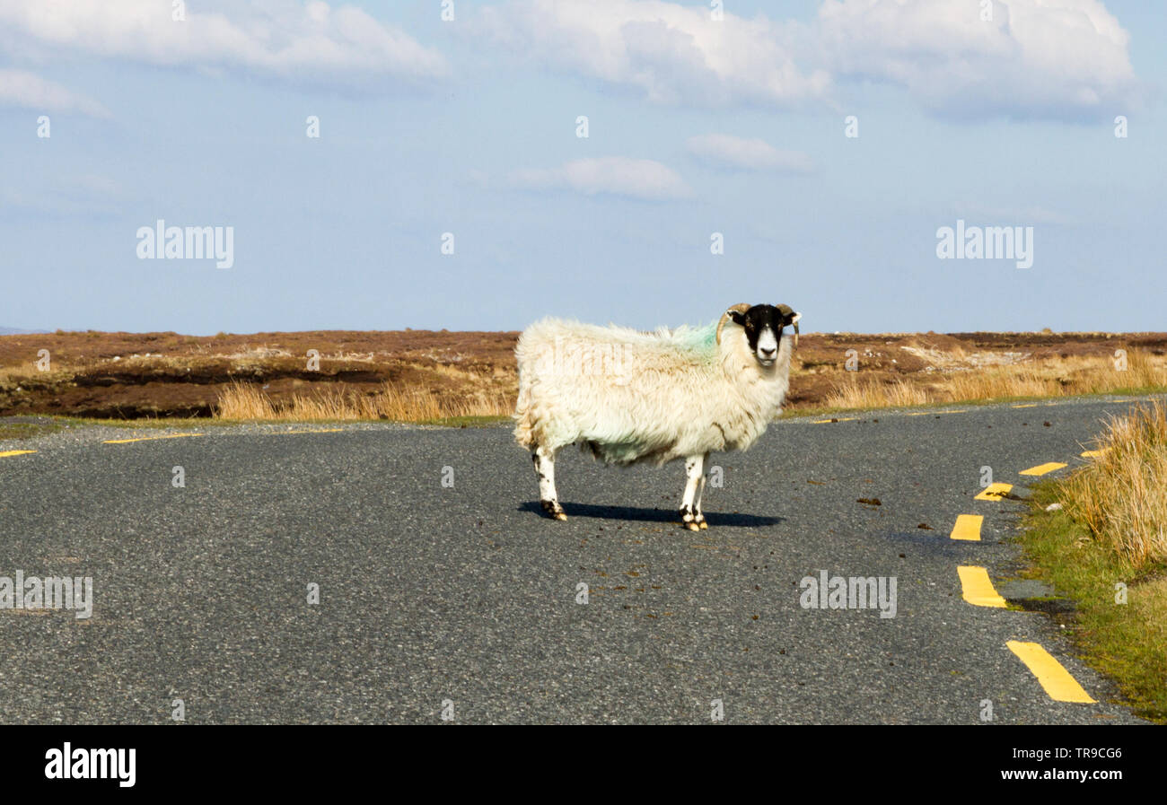 Sheep stands hi-res stock photography and images - Alamy