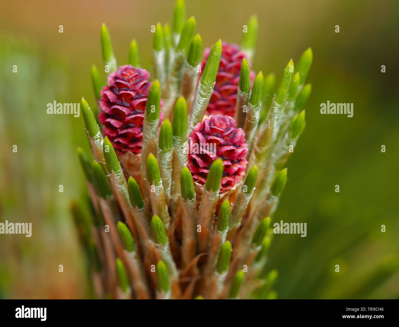 Beautiful pink flowers and new green needles on a pine tree branch in