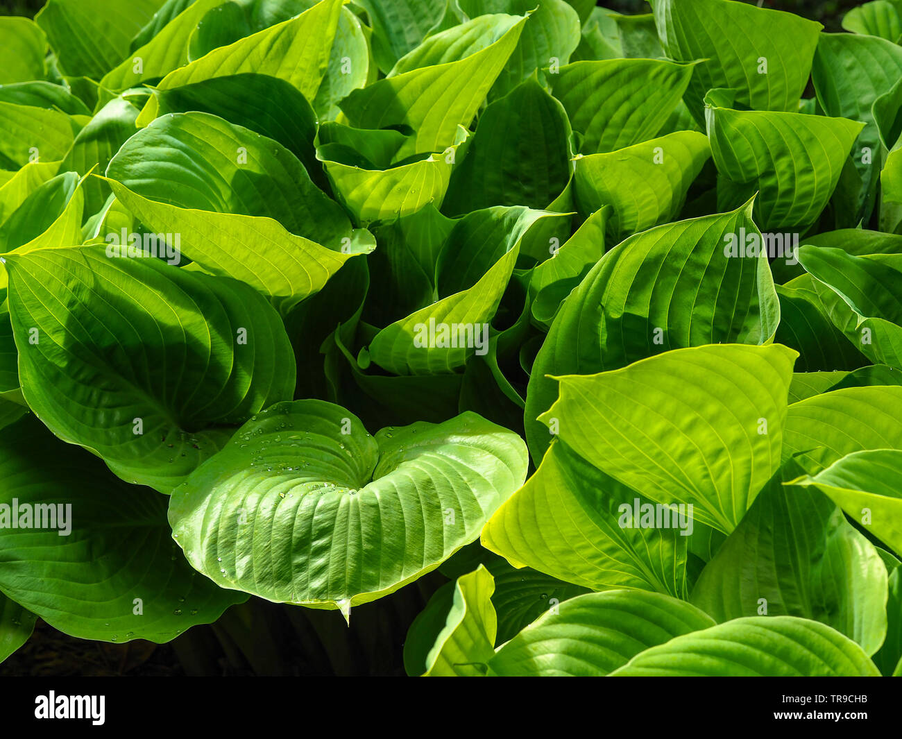Closeup of the dense green leaves of a Hosta plant with some raindrops Stock Photo