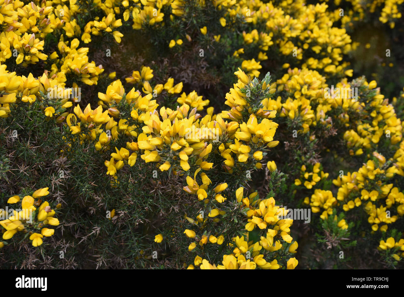 Pretty flowering thorny golden yellow evergreen bush blooming in