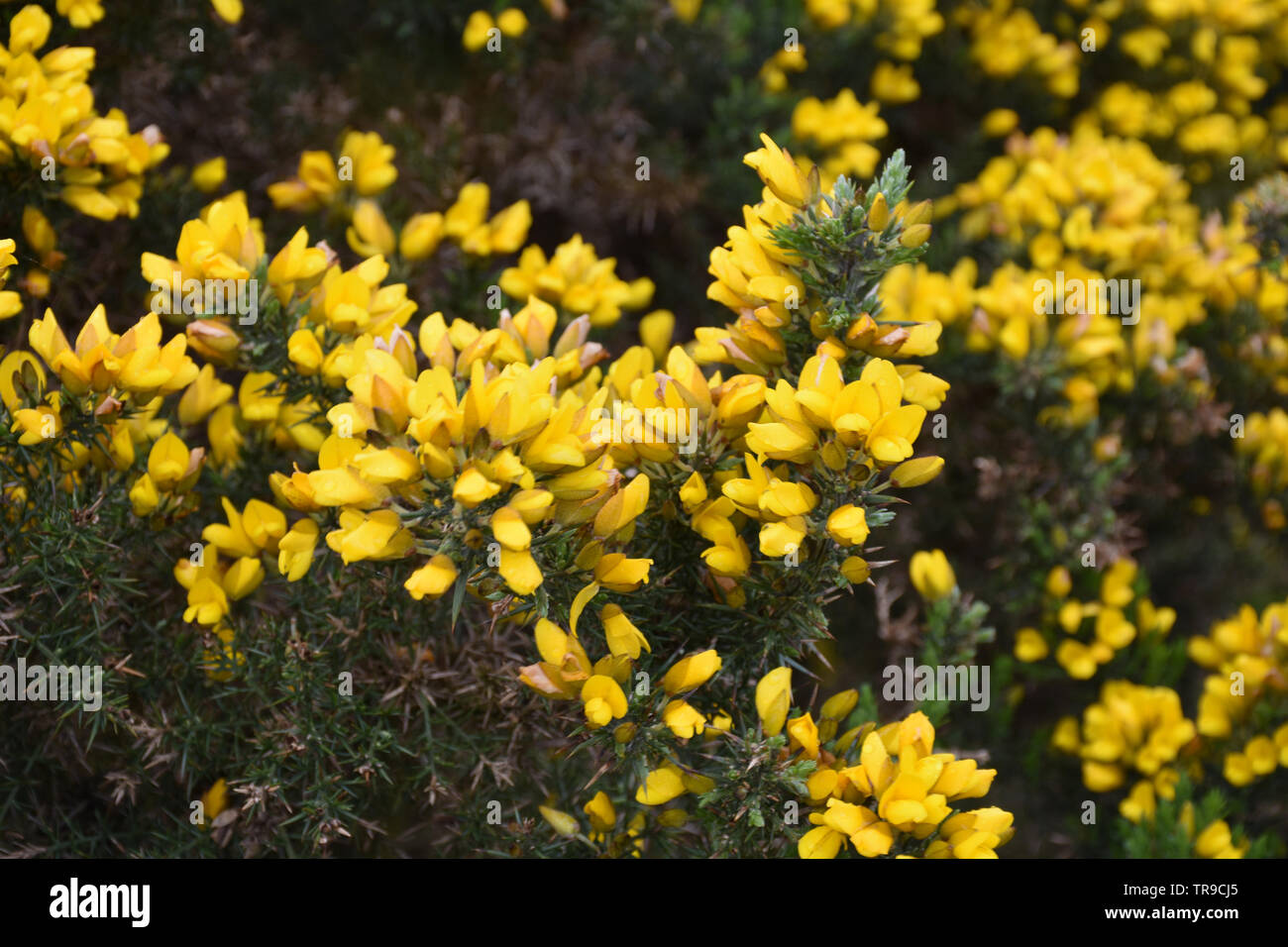 Stunning close up flowering golden yellow gorse bush blooming Stock Photo Alamy