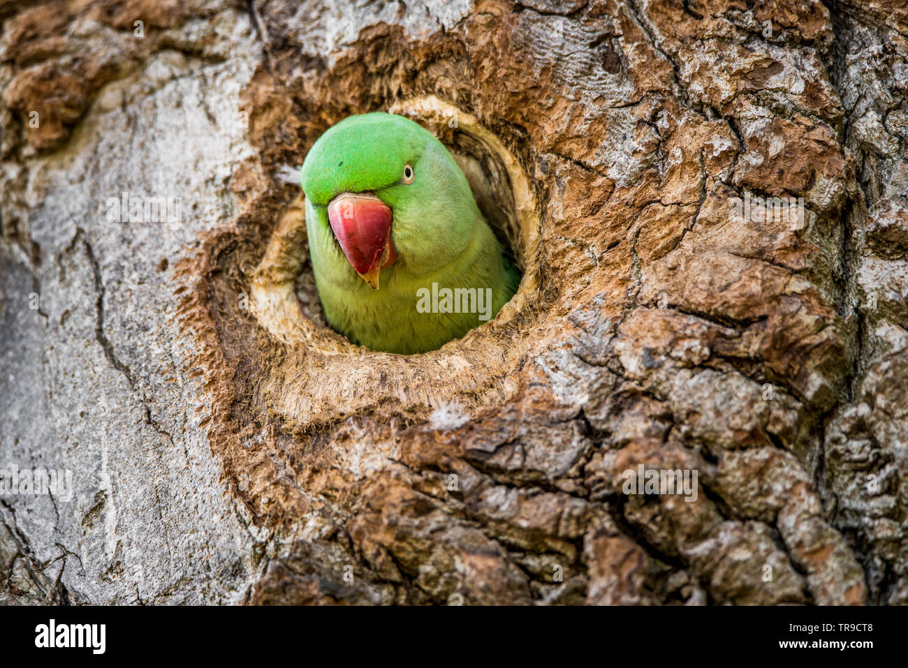 Panchi - Name: Green Ring-Neck Parakeet Also Known as: Rose Ringed Parakeet  Specialty: It is one of four recognized subspecies of Ring-necked Parakeets  - and is the most commonly kept in captivity.