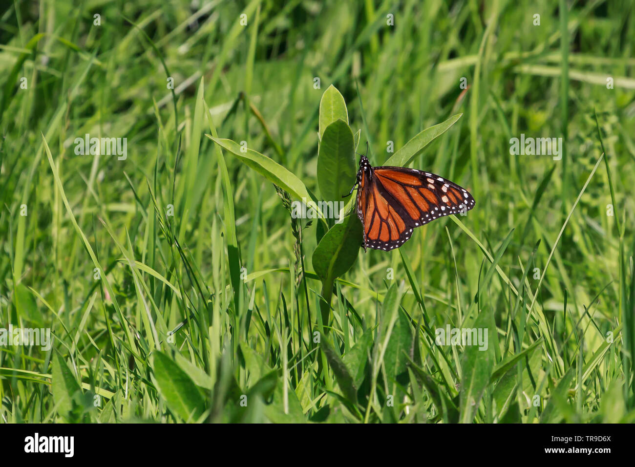 Monarch Butterfly laying eggs on a milkweed plant Stock Photo Alamy
