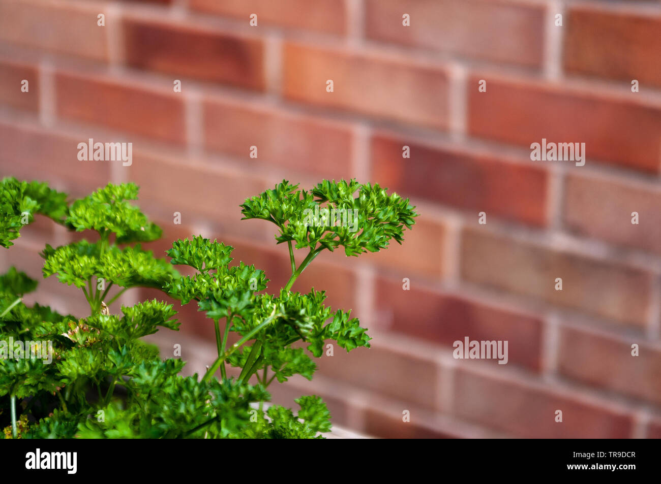 Curly leaved parsley with brick wall behind. Space for copy. Stock Photo