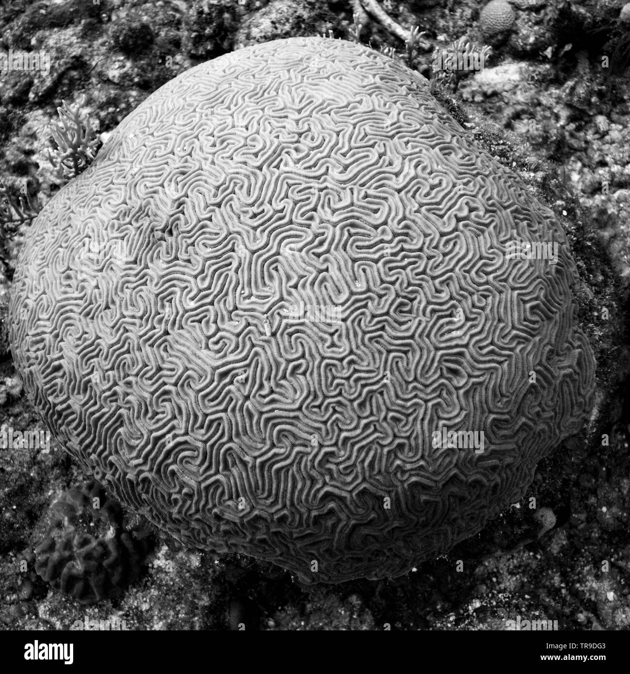 Details of brain coral underwater, Three Amigos, Turneffe Atoll, Belize Barrier Reef, Belize Stock Photo
